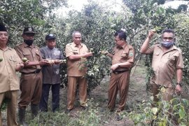 Panen jeruk siam banjar petani Sarolangun melimpah berkat sinergi dengan penyuluh