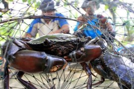 Nelayan Kepiting Bakau Di Aceh Page 1 Small