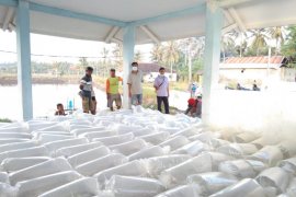 KKP distribusikan benih ikan lele dan udang galah unggul