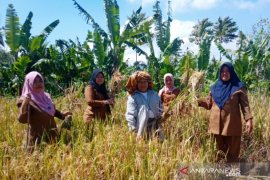 Buruh tani perempuan Tapsel butuh sentuhan teknologi pertanian