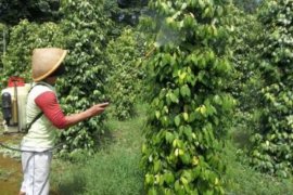 Distan manfaatkan pohon gamal untuk rambatan tanaman lada