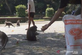 Puluhan warga Bali bagikan makanan kepada 1.500 monyet "Alas Kedaton" saat COVID-19 (video)