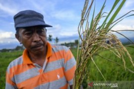 Serangan hama ulat batang