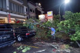 POHON TUMBANG AKIBAT ANGIN KENCANG Page 1 Small