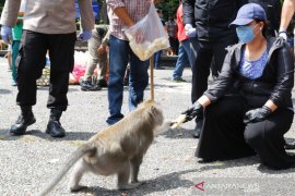 Bupati Tabanan bantu pakan satwa Alas Kedaton