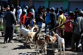 Harga kambing turun