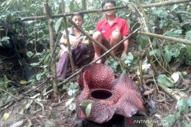 Ternyata, Desa Tanjung Alam Bengkulu habitat bunga rafflesia