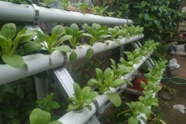 Akademisi Pertanian : hidroponik bisa obati stres selama COVID-19