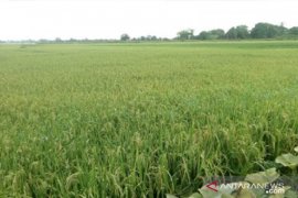 Ratusan hektare lahan persawahan di Kabupaten Penajam Paser Utara hilang