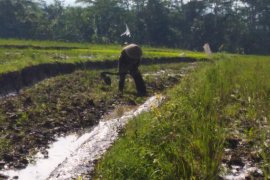 Hari Pangan, Peneliti: Momentum evaluasi kebijakan ketahanan pangan