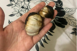 Pasien sembuh COVID-19 di Belitung ngaku konsumsi bawang putih panggang