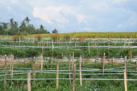Petani Waykanan Lampung tetap berinovasi di tengah pandemi COVID-19