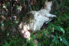 Satu lembu milik warga Batang Serangan Langkat dimangsa harimau