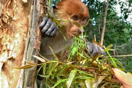 Sempat di huni 250 ekor, Ekowisata Lokbuntar kini di huni 15 ekor Bekantan