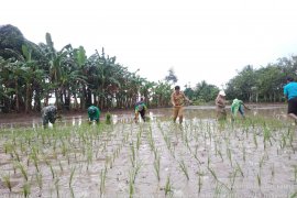 DPKP Dorong Percepatan Panen Tanam Padi dan Jagung