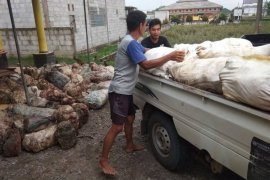 Pendapatan bandar penampung karet di Lebak merosot