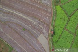 TARGET PERCEPATAN MUSIM TANAM PADI KEDUA