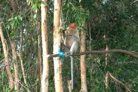40 ribu pohon sudah ditanam di Kawasan Ekowisata Lokbuntar