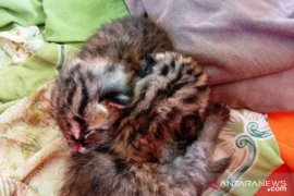 Ditinggal induknya di kebun jagung,  dua ekor anak kucing hutan diserahkan ke BKSDA