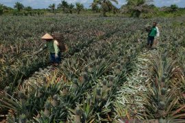 Petani nanas Siak kebanjiran pesanan saat pandemi