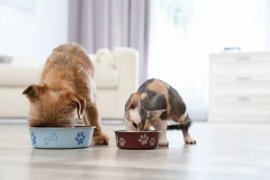 Anjing dan kucing pun terpapar virus corona