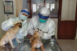 Rumah Sakit Hewan Unud beri layanan gratis untuk anjing dan kucing lokal