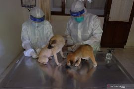 Pelayanan kesehatan hewan saat pandemi COVID-19