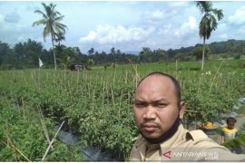 Ikuti imbauan BPPSDMP, Petani Simatohir panen tomat di tengah wabah COVID-19