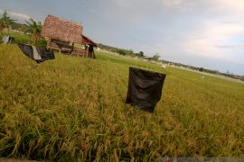 Produksi beras petani Namang Bangka Tengah mencapai 185,5 Ton