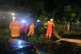 Penyandang tuna rungu nyaris jadi korban pohon tumbang