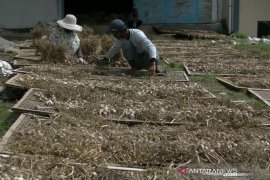 Pembelian bawang putih oleh PNS Temanggung belum kurangi stok petani