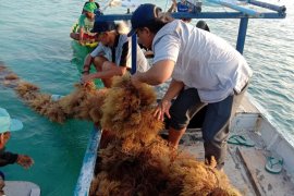 Industrialisasi rumput laut bukan jalan instan