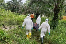 Pendulang emas ditemukan tewas, evakuasi gunakan APD lengkap