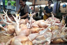 Harga ayam potong di Palangka Raya melonjak hingga Rp70.000