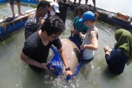 BKSDA Kalbar dan Pemerhati lingkungan lepasliarkan satu ekor dugong