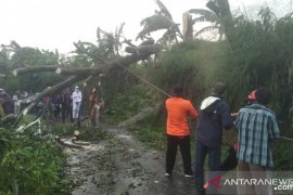 Hujan deras guyur Kota Bogor, pohon tumbang di empat lokasi