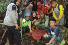 Pergi ke hutan, warga Agam temukan  Rafllesia Arnoldi  mekar sempurna (Video)