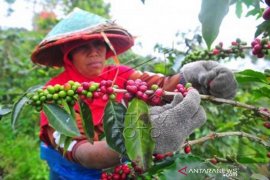 Panen kopi arabika kerinci Page 1 Small