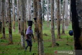 Upah buruh tani kebun karet Jawi-jawi Page 2 Small