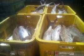Harga ikan di Kepulauan Babel alami kenaikan