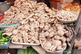 Curah hujan tinggi, petani manfaatkan tanam jahe secara alami