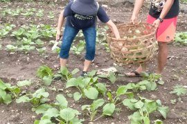 Bertanam jadi solusi penghasilan di tengah pandemi corona