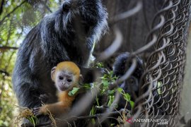 Kehadiran anak Lutung Jawa di Bandung Zoo