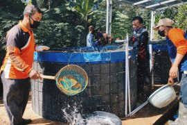 Mitra binaan Pertamina  budidaya ikan Nila dengan Bioflok