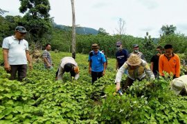 Bupati-Kapolres Konawe Utara Panen Raya Nilam Bersama Petani