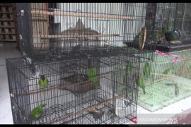 Balai Gakkum LHK Kaltim Amankan 167 Burung