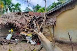 Diterjang angin Kencang, Pohon tumbang timpa dapur rumah Janda miskin di Aceh Jaya