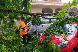 Hari naas bagi Sekjen IWO Medan, mobil tertimpa pohon tumbang