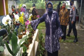 Anggrek Merapi dilestarikan masyarakat Yogyakarta