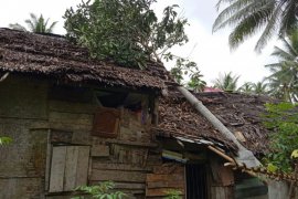 Sebuah rumah di Aceh Utara rusak tertimpa pohon